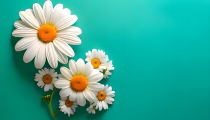 daisies on green background