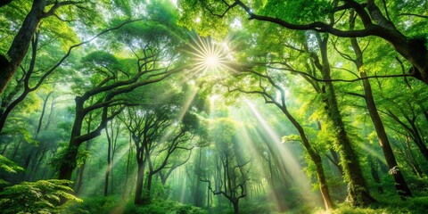 Obraz premium Sunlight Filtering Through a Canopy of Lush Greenery, Illuminating the Forest Floor with a Mystical Glow