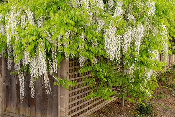 White Wisteria blossom in garden. Japanese Wisteria floribunda