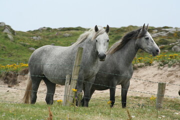 Obraz premium two horses in the field