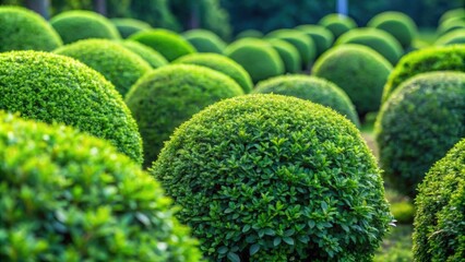 Rounded green bushes on background, bushes, green, rounded, isolated,foliage, nature, garden, plant, shrub, outdoor