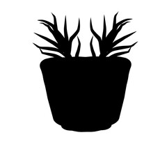 cactus in flowerpot
