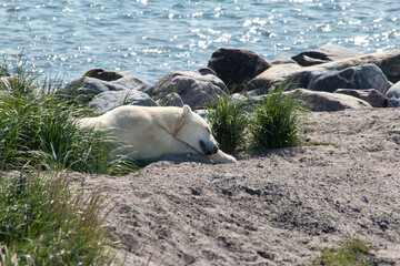Polar bear peacefully napping on the beach along the Hudson Bay coast - Seal River, Manitoba, Canada
