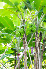Banana fruits on tree. A cluster of bananas