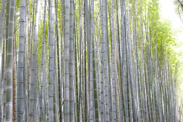 Fototapeta premium Arashiyama Bamboo Forest, Bamboo Grove Kyoto, Japan