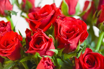 赤い薔薇