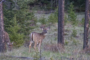 White tailed deer in the distance
