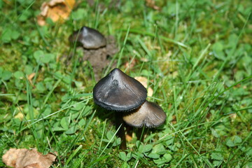mushrooms in the grass