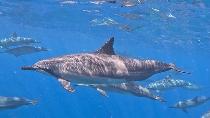 Fototapeta premium Dolphin Pod Hawaii