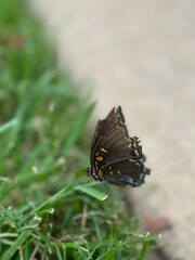 butterfly on leaf
