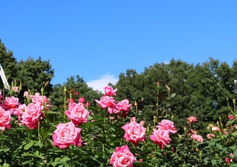 穏やかな陽ざし　青空とバラの花
