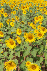 Beautiful blooming colourful sunflower field