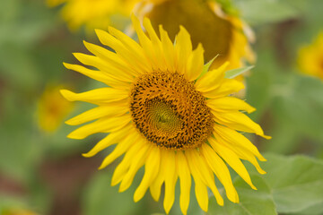 Vibrant sunflower field close up in Monsoon Season