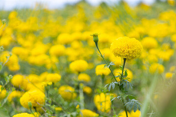 Obraz premium Yellow marigold flowers in garden