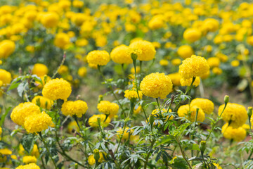 Yellow marigold flowers in garden