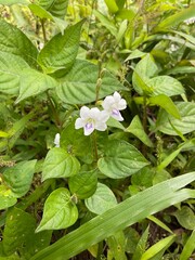 Small white flowers in the forest in Thailand.
