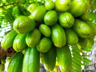 Averrhoa bilimbi vegetables have a very sour taste