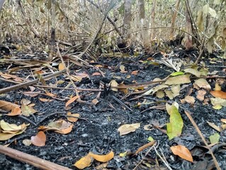 Fire action in the Brazilian Amazon (human action)