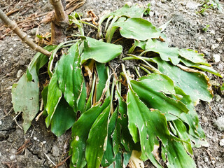 Axonopus plants are ornamental plants that are often planted in gardens