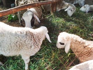 Capra aegagrus hircus animals have an unpleasant odor, but are often consumed by humans and kept as...