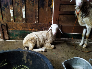 Capra aegagrus hircus animals have an unpleasant odor, but are often consumed by humans and kept as...