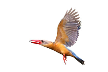 Beautiful Stork-billed Kingfisher flying isolated on transparent background png file