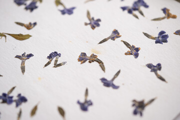 detalle de textura de flores prensadas sobre cartulina blanca