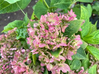 Hydrangeas multicolor flowers in the garden