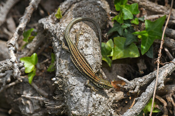 Ägäische Mauereidechse // Erhard’s Wall Lizard (Podarcis erhardii mykonensis) - Kykladen-Insel...