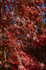 紅葉