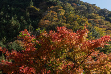 紅葉