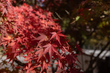 紅葉