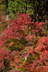 紅葉