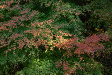 紅葉