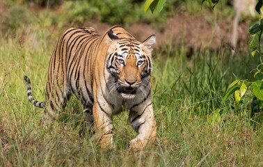 A young tigress is boldly walking in the middle of the forest.