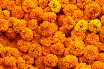 Full of Mexican Marigold Flower.