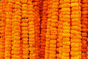 Fototapeta premium Garland of Mexican Marigold Flower.