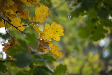 Serene autumn leaves in a lush forest setting