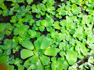 The Pistia stratiotes plant is a plant that lives above the water surface