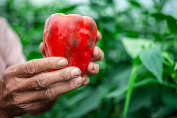 Farmer's Hands Holding a Freshly Picked Red Bell Pepper