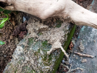Termites like to eat used wood and make houses from the ground