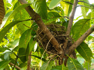 a sparrow's nest in a mango tree