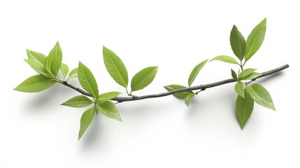 Obraz premium Fresh green leaves on branch against white background in minimalist style