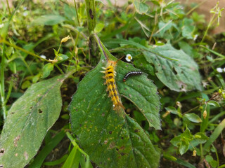 Caterpillars can cause itching on the skin