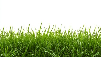 Fototapeta premium Lush green grass against a clear white background in nature
