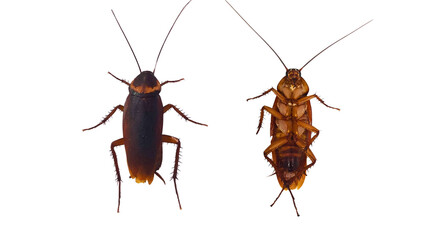 American cockroach (Periplaneta americana), adult, large (3-4 cm), reddish-brown, on a white background.

