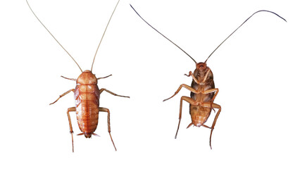 American cockroach (Periplaneta americana), larva, large (3-4 cm), reddish-brown, on a white background.
