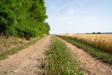 Obraz premium Country road between trees and a barley field in summer