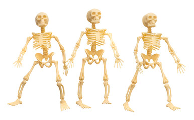 Plastic Halloween Skeleton  for Halloween decoration isolated on background
