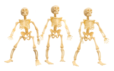 Plastic Halloween Skeleton  for Halloween decoration isolated on background